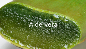 Aloe vera