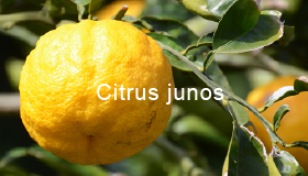 Citrus junos