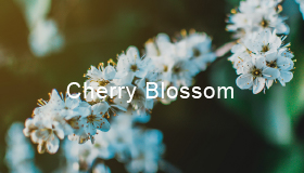Cherry Blossom